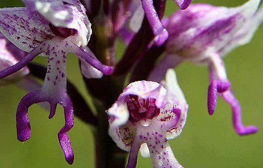 Las flores de Jacinta. Por Guadalupe Suárez - La que Arde